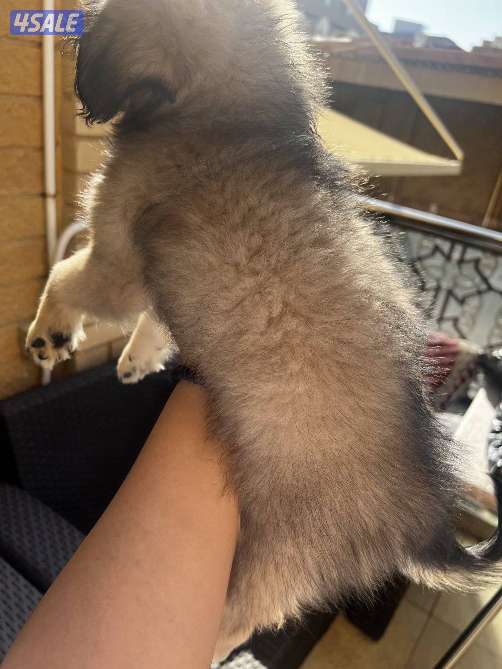 للبيع puppies Pomeranian العمر ٣ اشهر8