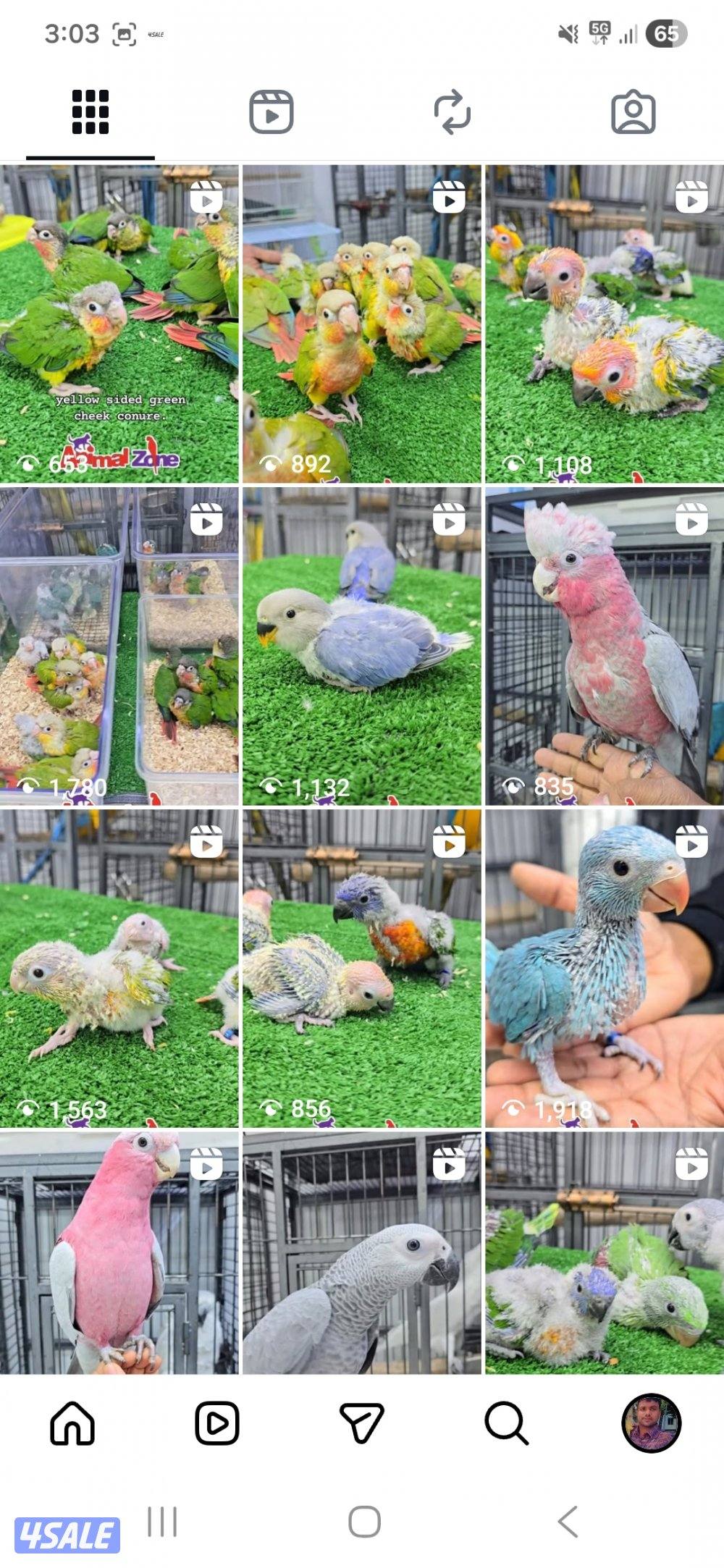 السلام عليكم
متوفر لدينا جميع أنواع فراخ الطيور وطيور تتكلم، وبأفضل عن0