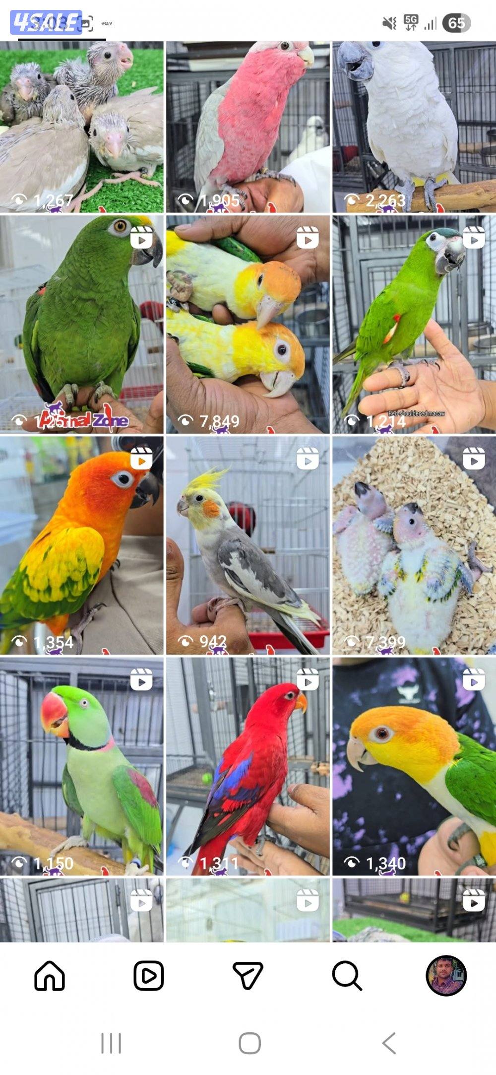 السلام عليكم
متوفر لدينا جميع أنواع فراخ الطيور وطيور تتكلم، وبأفضل عن1