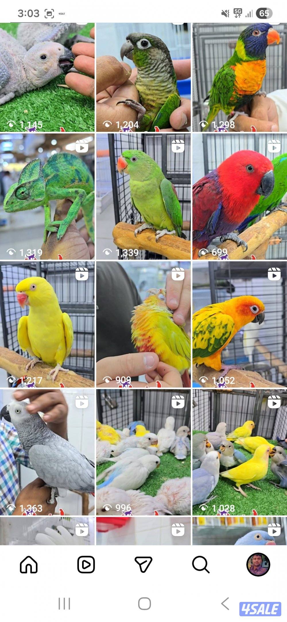 السلام عليكم
متوفر لدينا جميع أنواع فراخ الطيور وطيور تتكلم، وبأفضل عن2