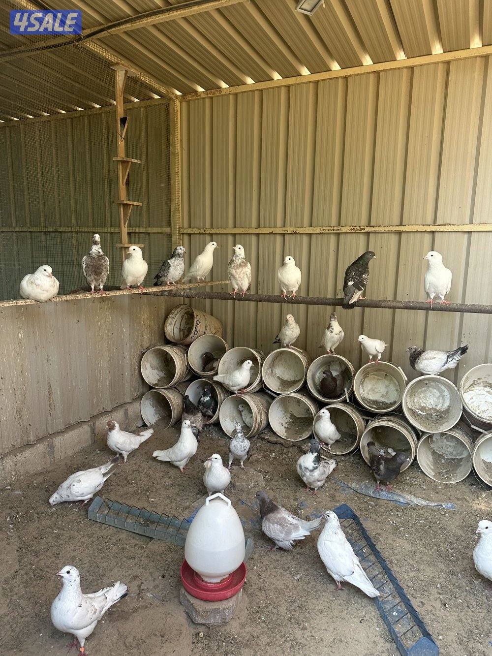 حمام تراكيب جامبو شبب العدد 50 العمر سنه واقل بدايه انتاج0