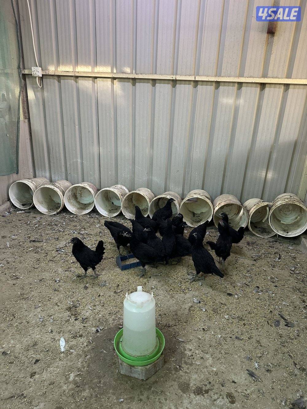 حمام تراكيب جامبو شبب العدد 50 العمر سنه واقل بدايه انتاج1