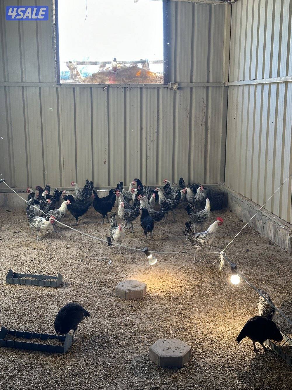 حمام تراكيب جامبو شبب العدد 50 العمر سنه واقل بدايه انتاج2