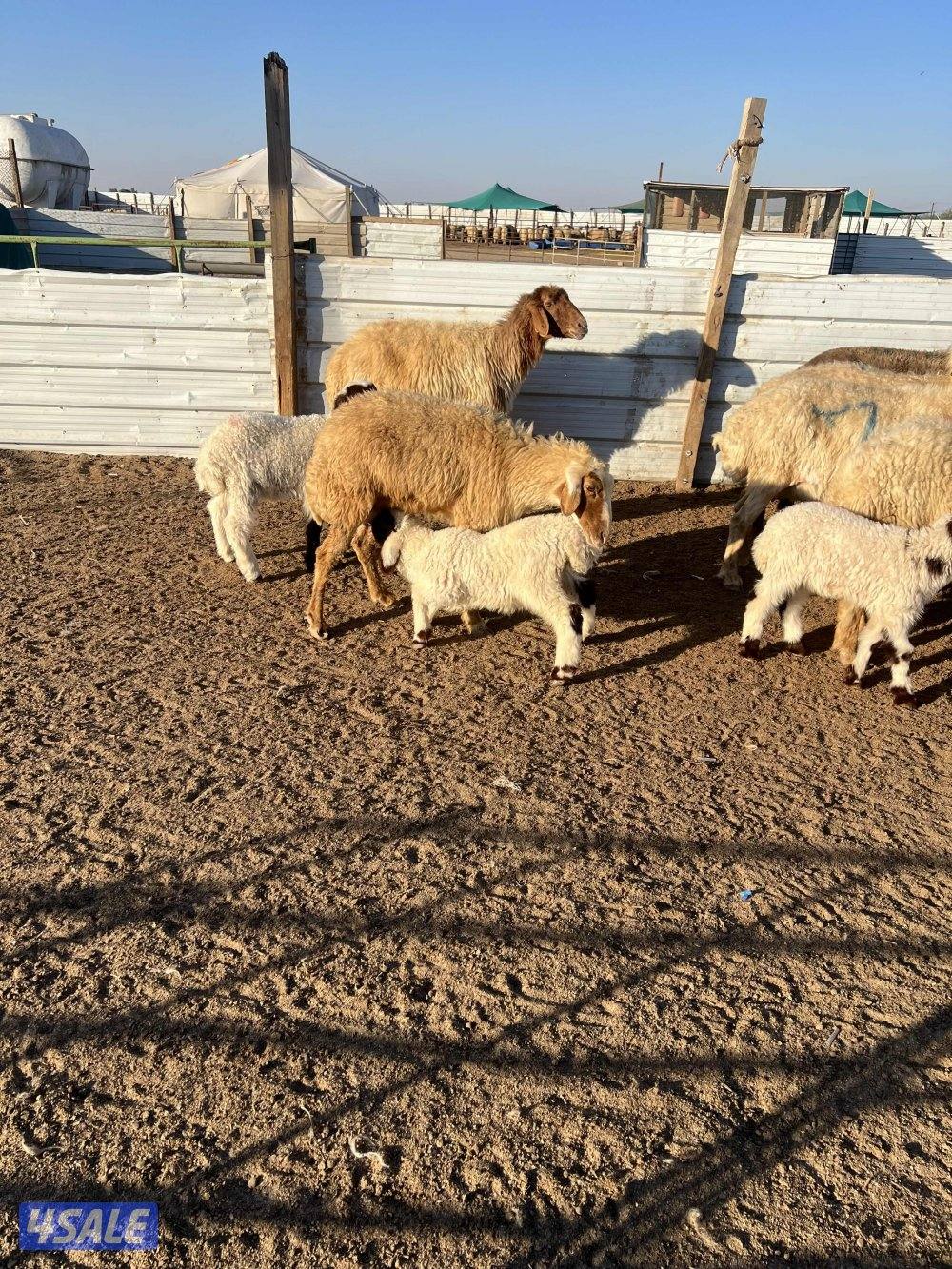 غنم مطافيل عيالها نعيم0