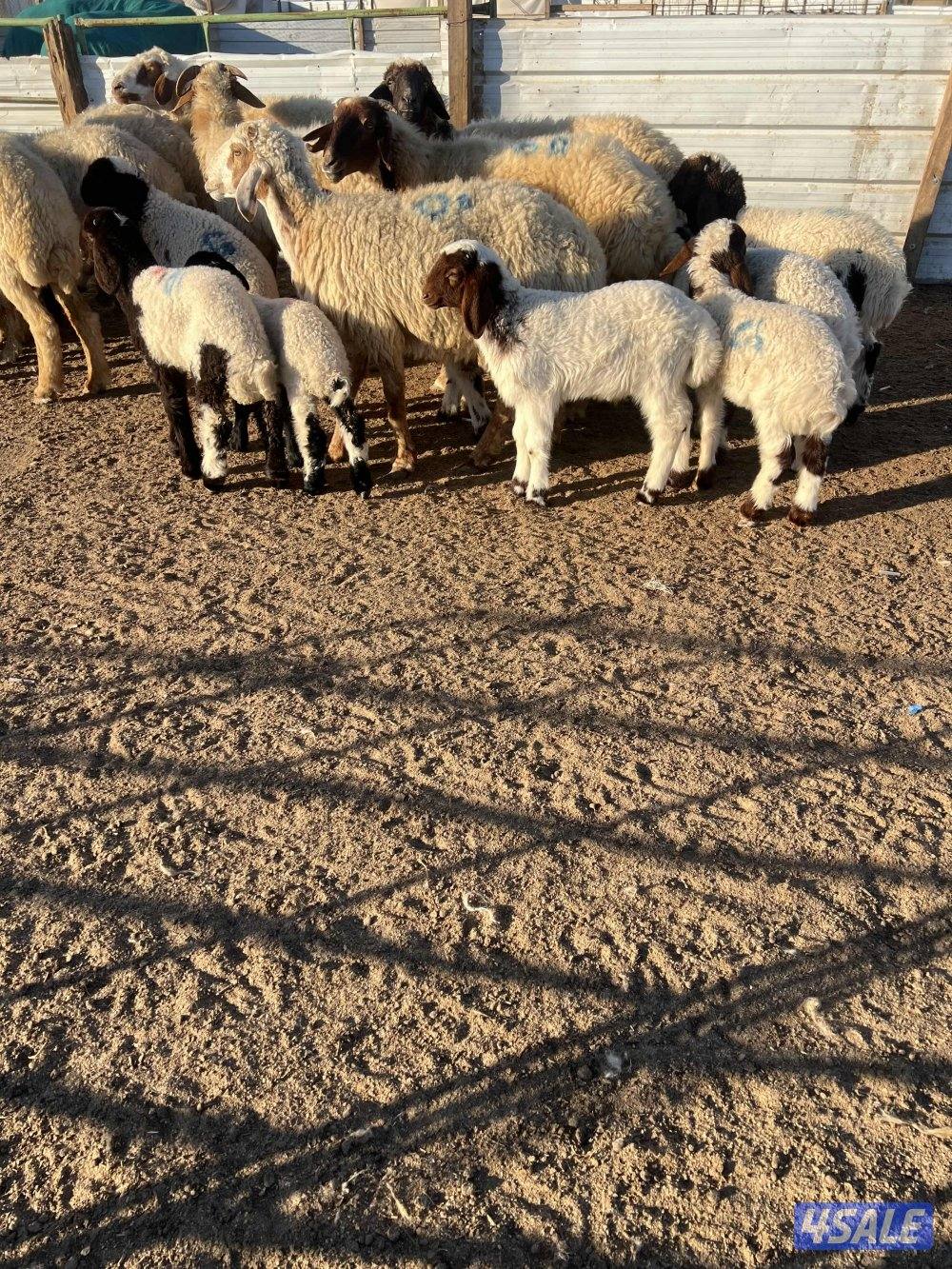 غنم مطافيل عيالها نعيم1