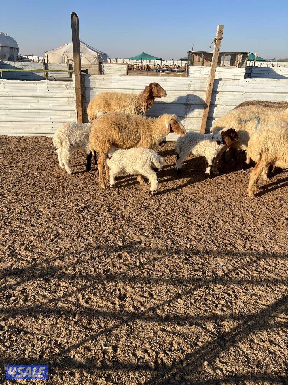 غنم مطافيل عيالها نعيم2