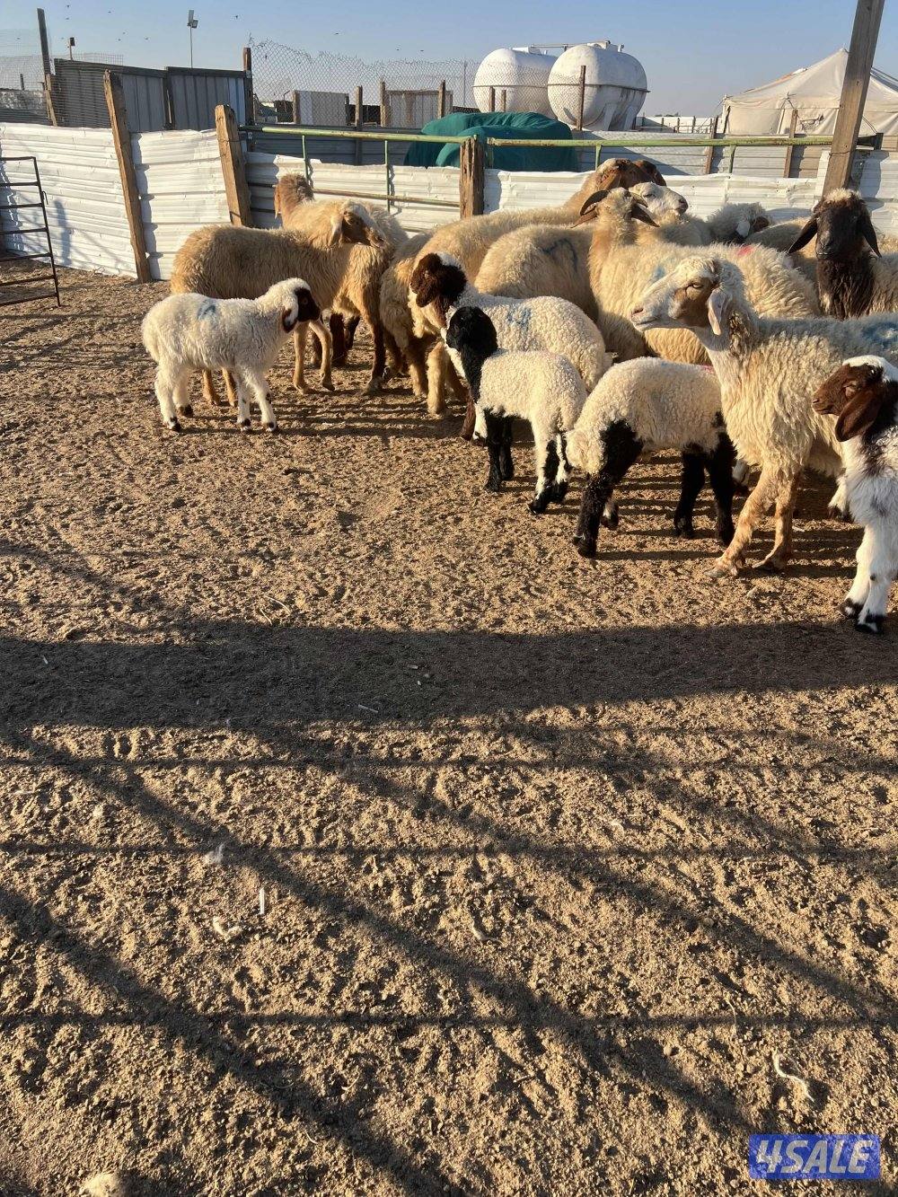 غنم مطافيل عيالها نعيم3