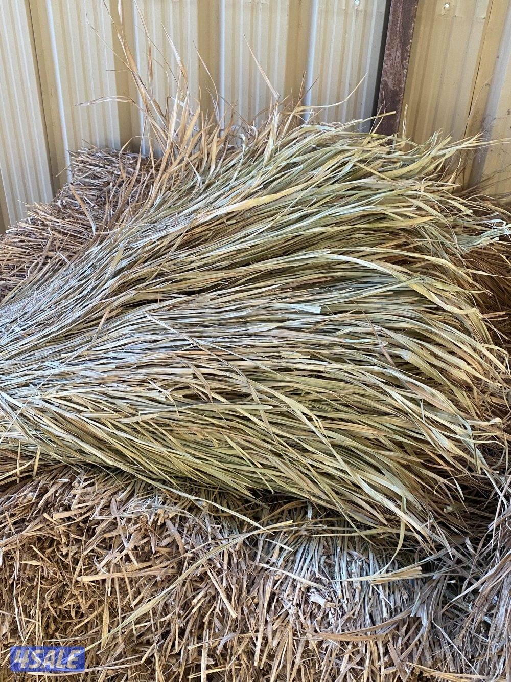 بلو بنك ناشف الربطه د500 فلس1