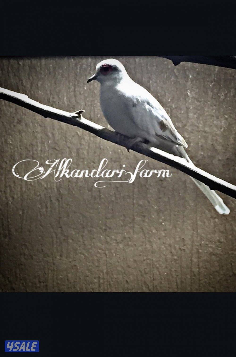 أزواج يمام برق صفر0