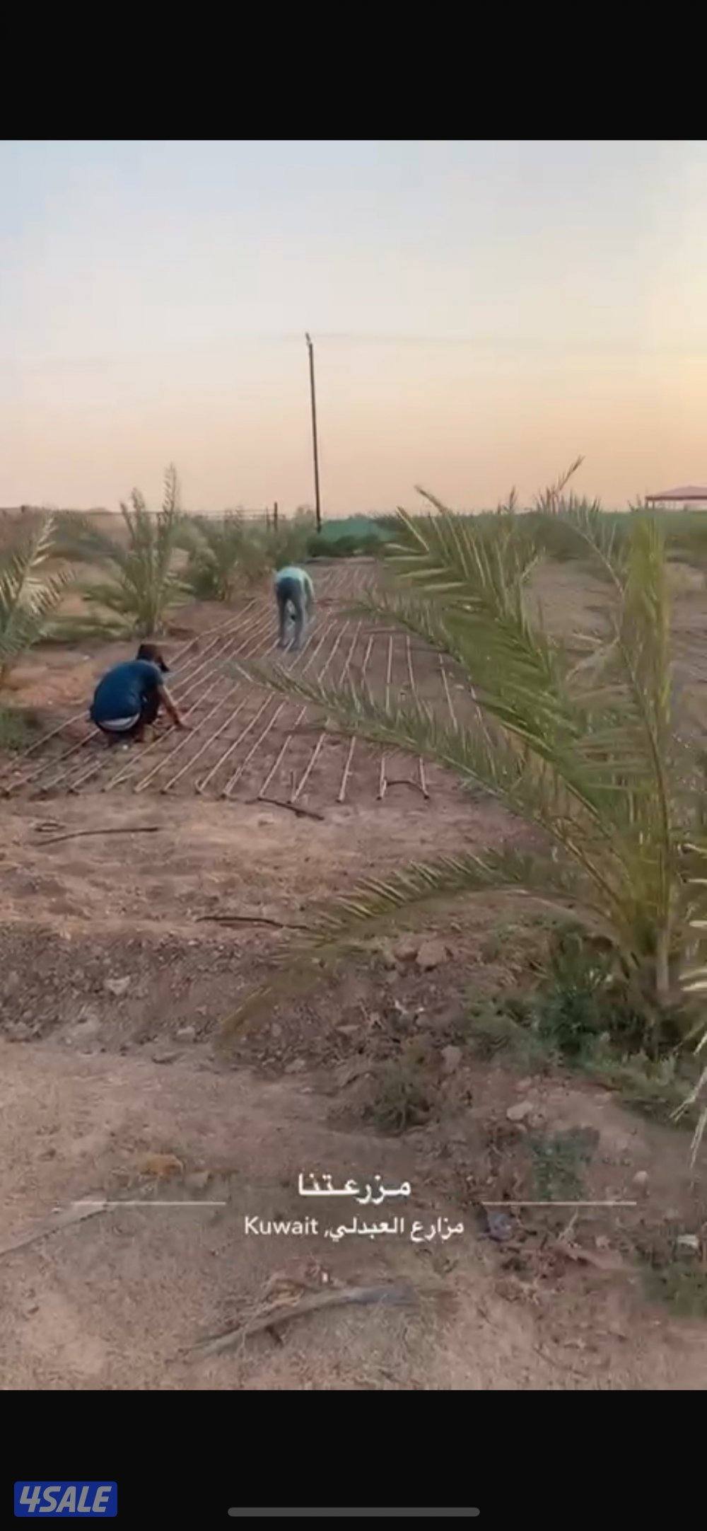 للبيع مزرعه قطعه ٢ مساحتها ٢٥ مقسمه ١٢،٥ ب ١٢،٥6