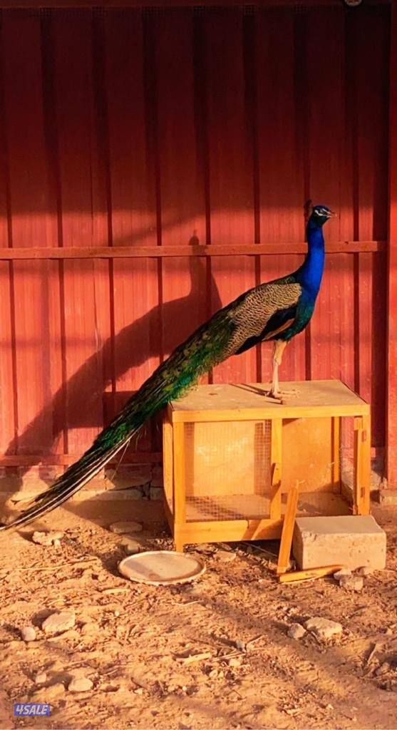 للبيع مزرعه قطعه ٢ مساحتها ٢٥ مقسمه ١٢،٥ ب ١٢،٥14