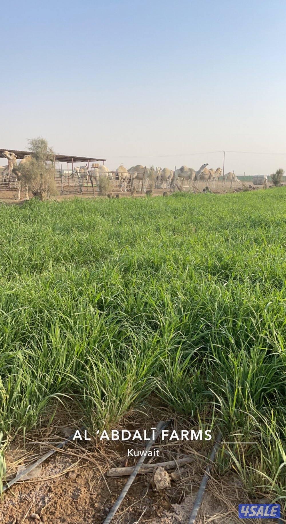 للبيع مزرعه قطعه ٢ مساحتها ٢٥ مقسمه ١٢،٥ ب ١٢،٥15