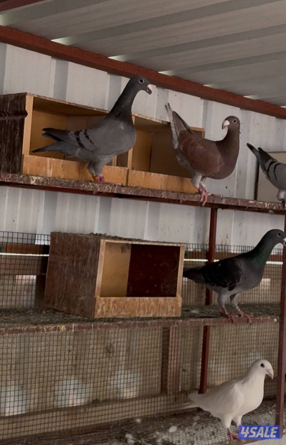 هومر ازواج0