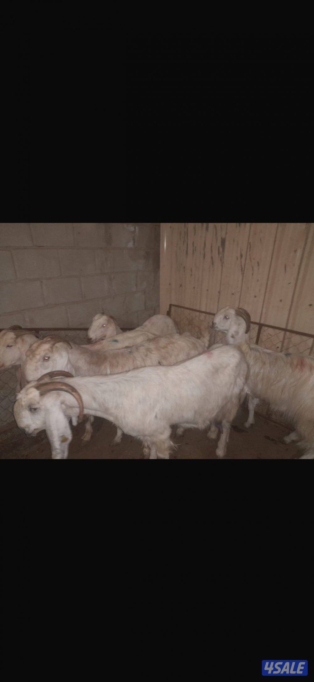 للبيع 5 ماعز ضرايب مع 5 صخالها روم وحليب0