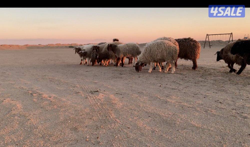 الارتال السالمي0