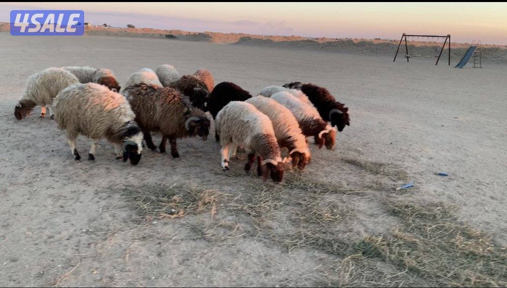 الارتال السالمي2