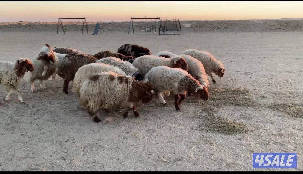 الارتال السالمي1