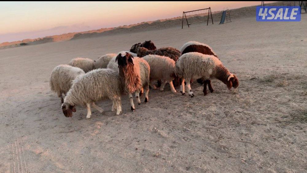 الارتال السالمي3