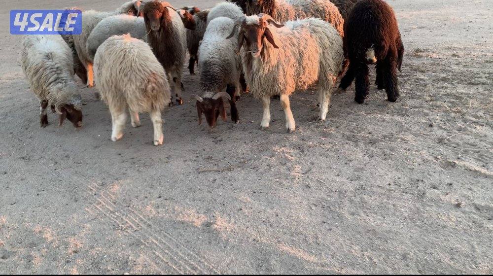 الارتال السالمي5