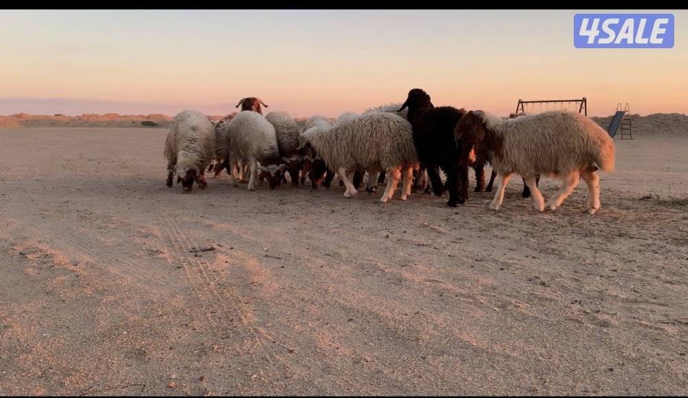 الارتال السالمي4