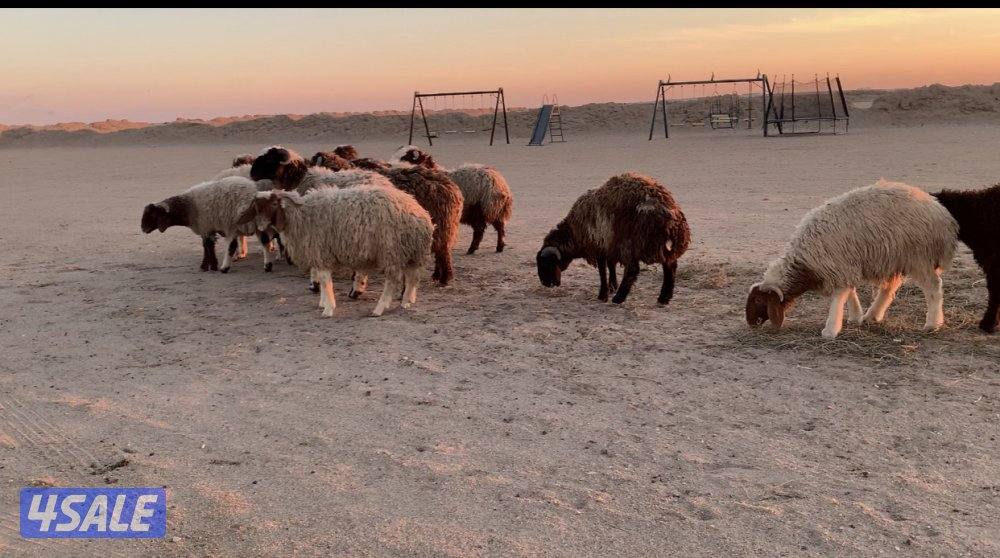 الارتال السالمي7