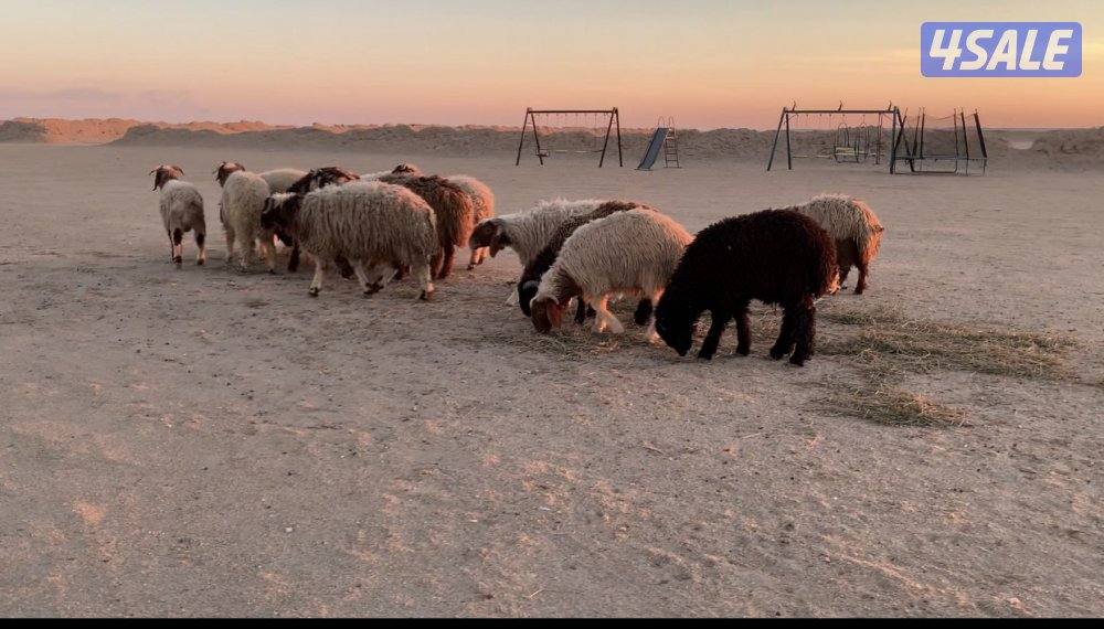 الارتال السالمي6