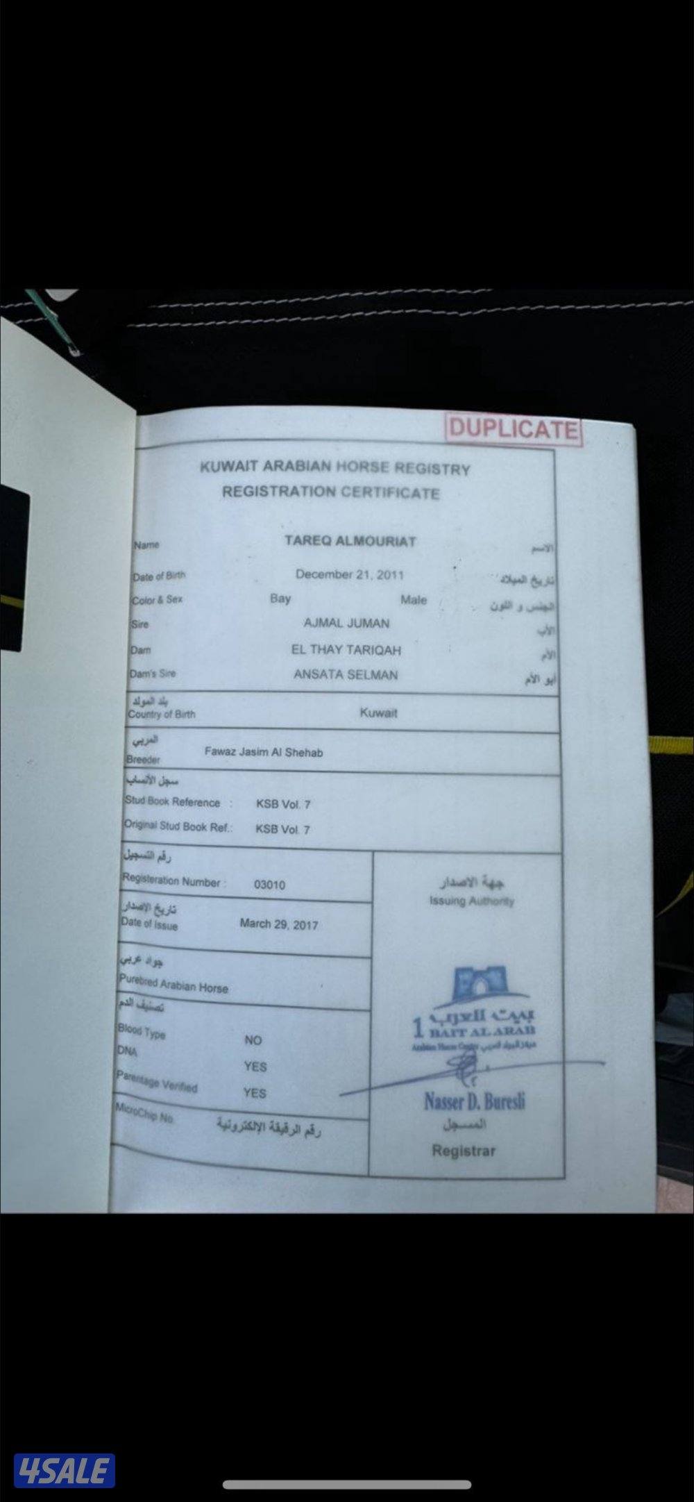 للبيع خيل مصري0