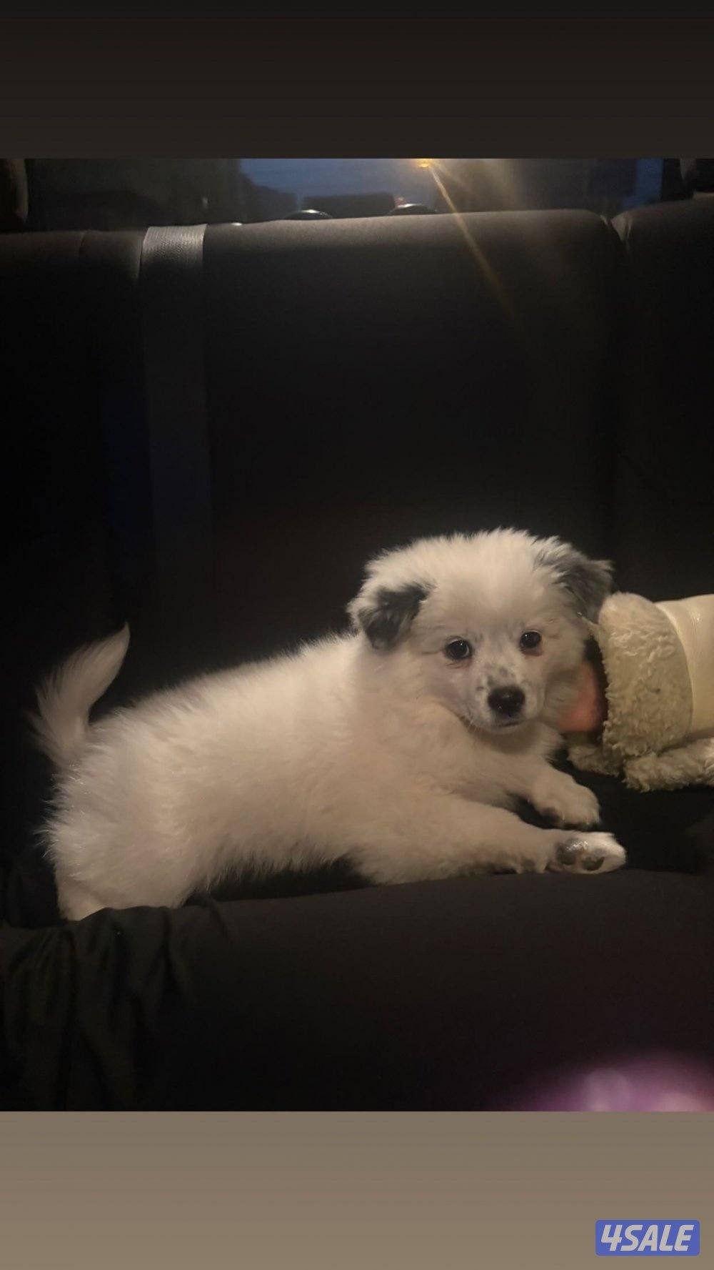 للبيع بوميرينيان1