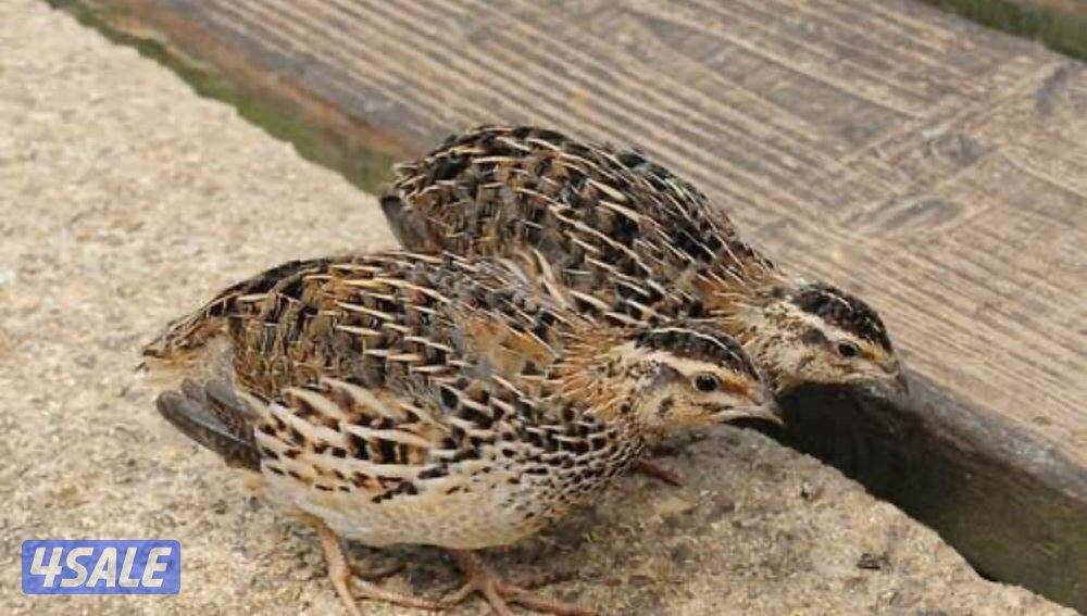 فري مو مطعم يصلح للمرابط وللاكل0