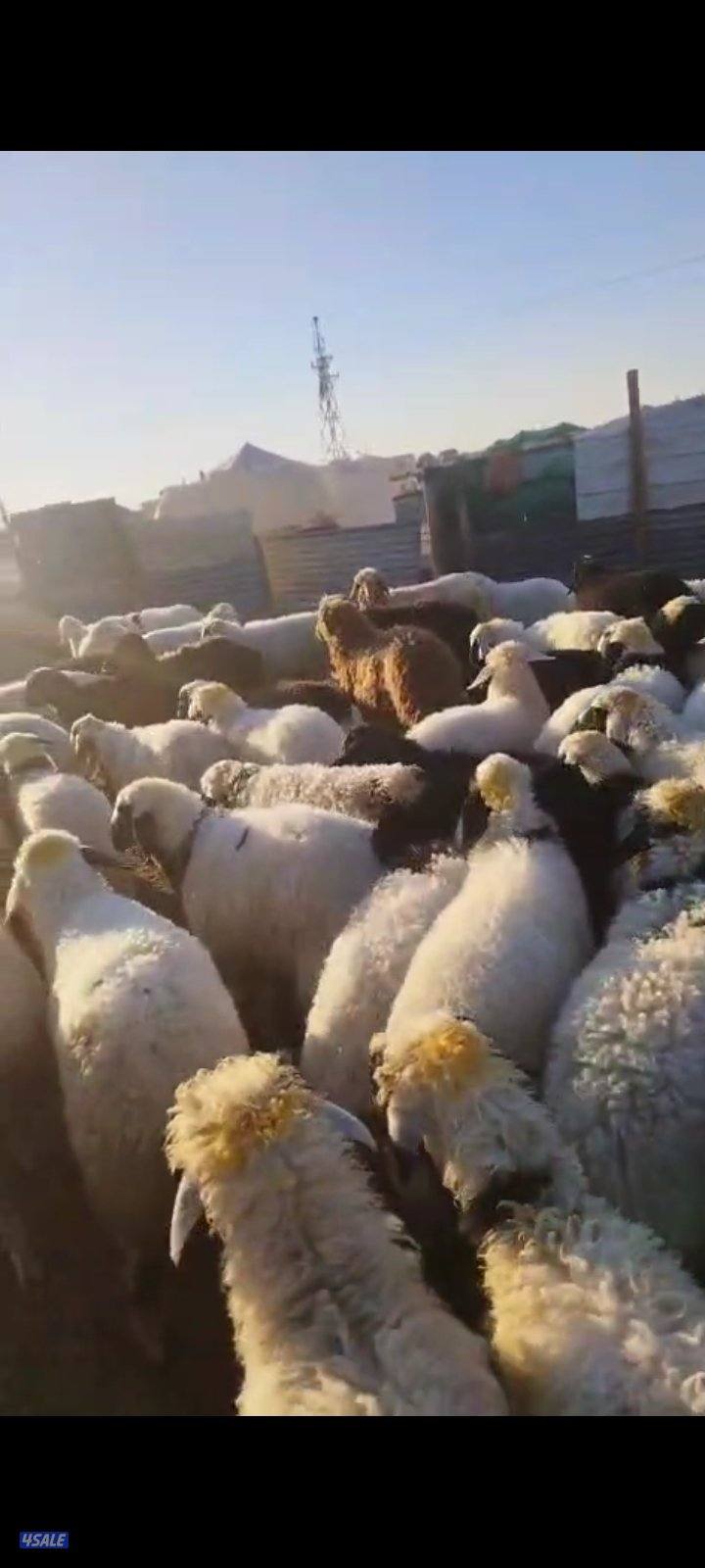 طلي هرفي سمين شي طيب1