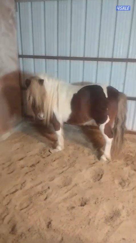 للبيع بونيه0