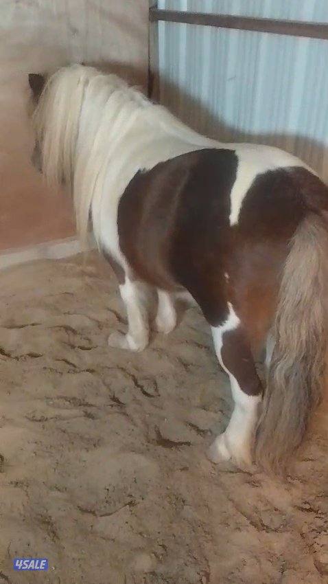 للبيع بونيه1