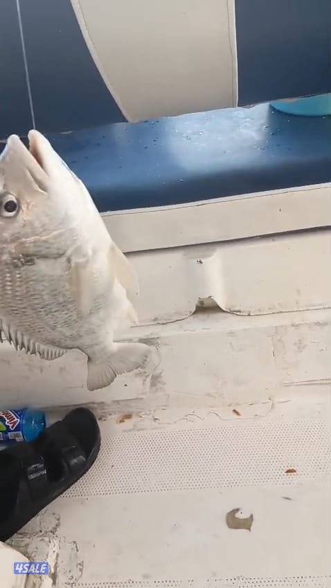 ايجار طراد حداق تاجير طراد رحلات بحرية تاجير قوارب صيد10