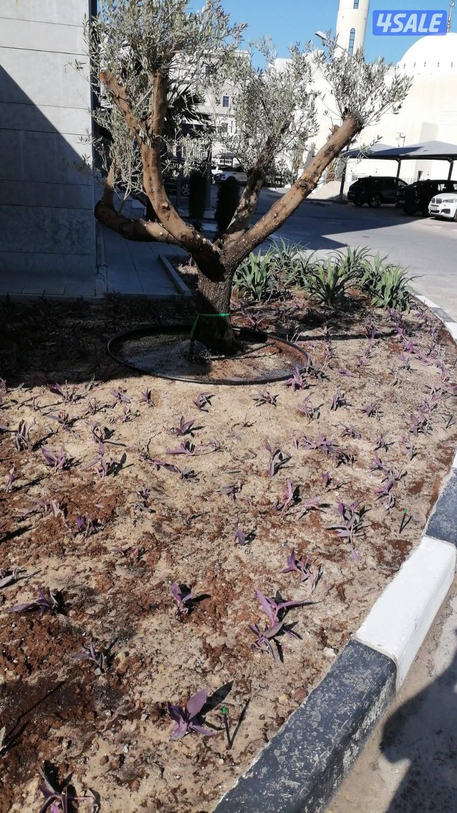 ابو علي لشبكات الري كونترول وصيانتها زراعه التيل الطبيعي8