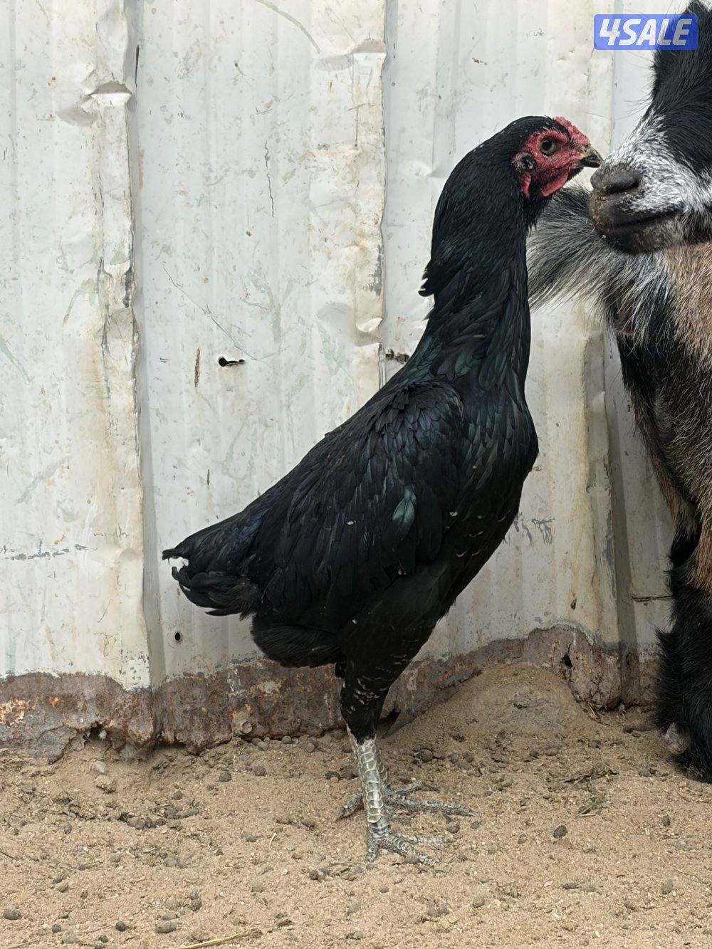 للبيع دجاج تايلندي1