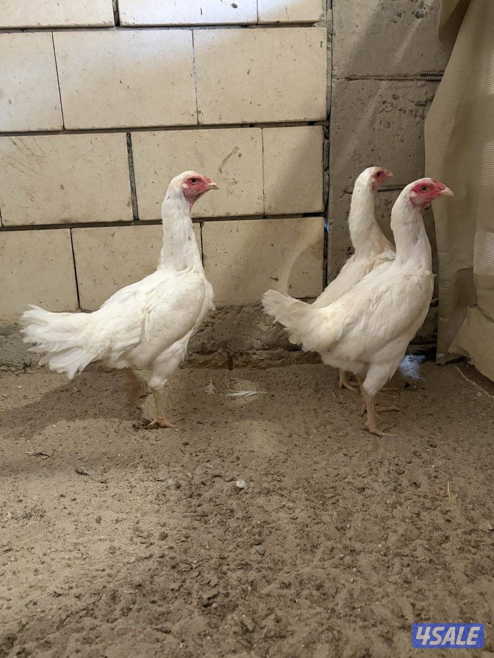 للبيع دجاج تايلندي2
