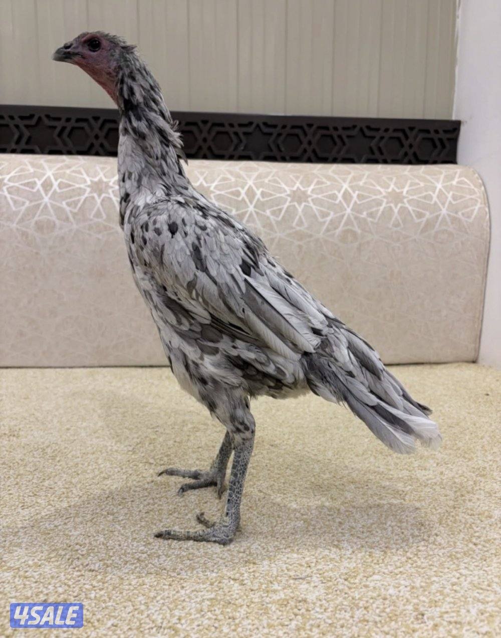 للبيع دجاج تايلندي3