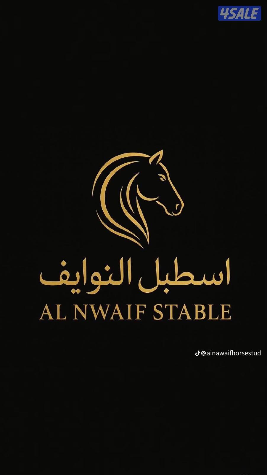 ( مربط النوايف للخيل العربيه .)0