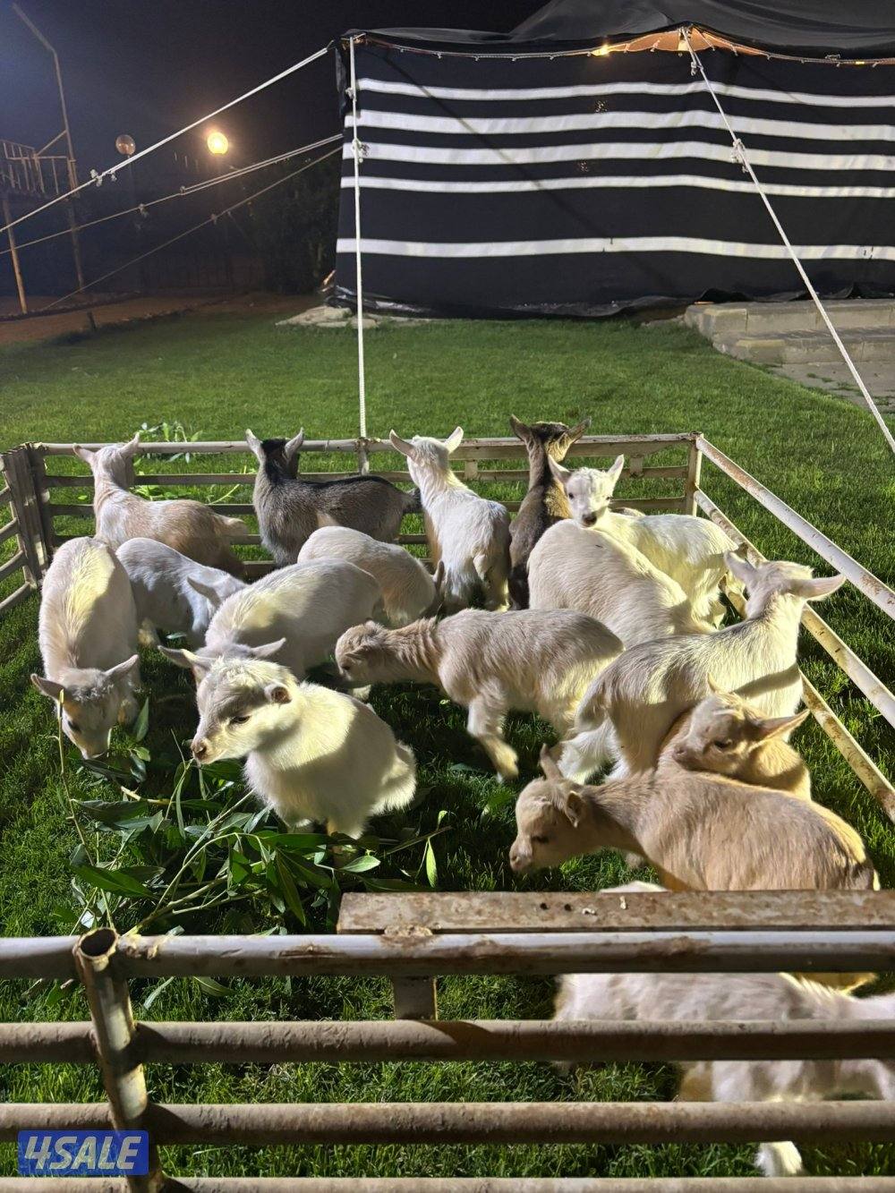 صباح السالم1