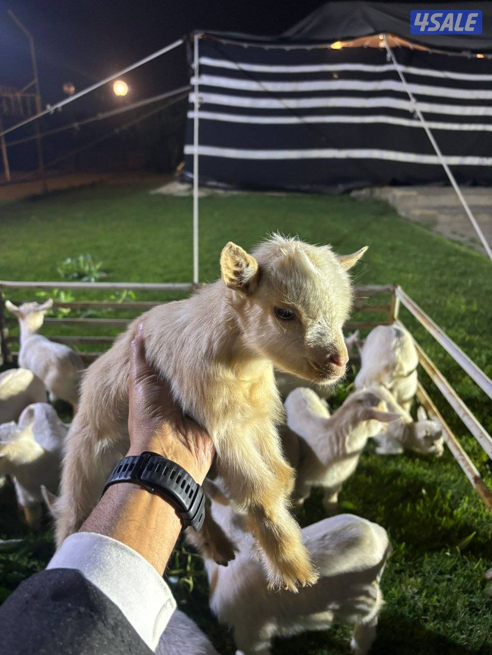 صباح السالم2