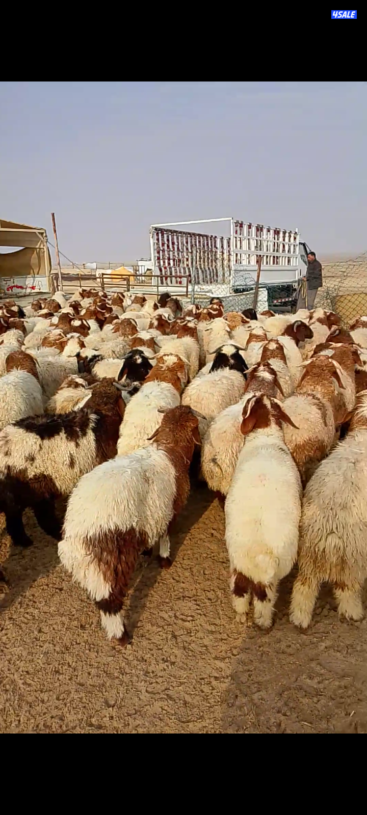 ذبايح خرفان عربي للبيع0