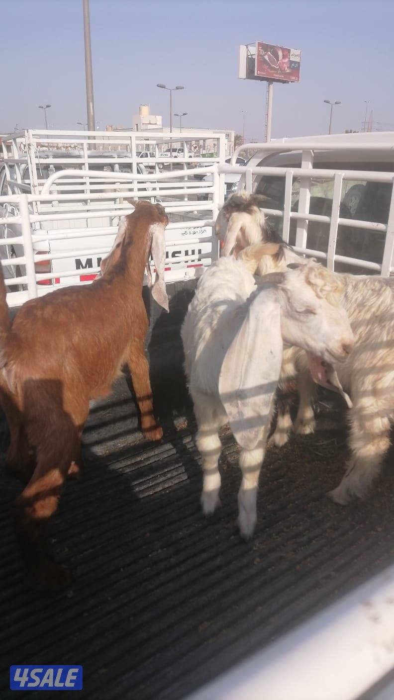 ذبايح خرفان عربي للبيع2