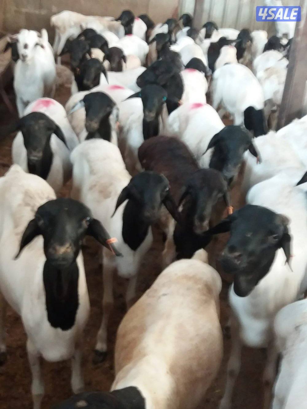 ذبايح خرفان عربي للبيع1