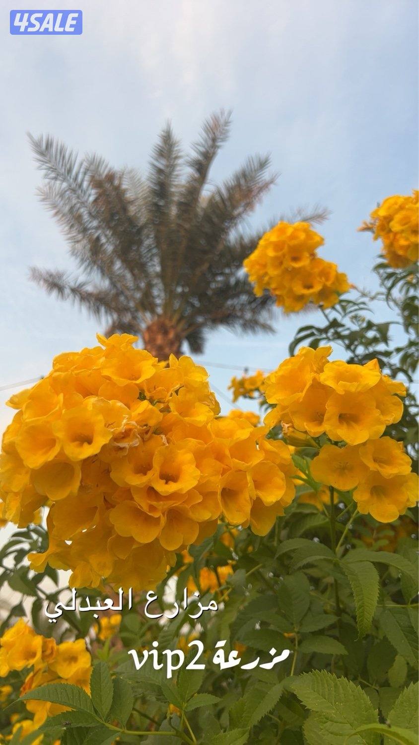 العبدلي كيلو 67 بالقرب جمعية القشعانية5