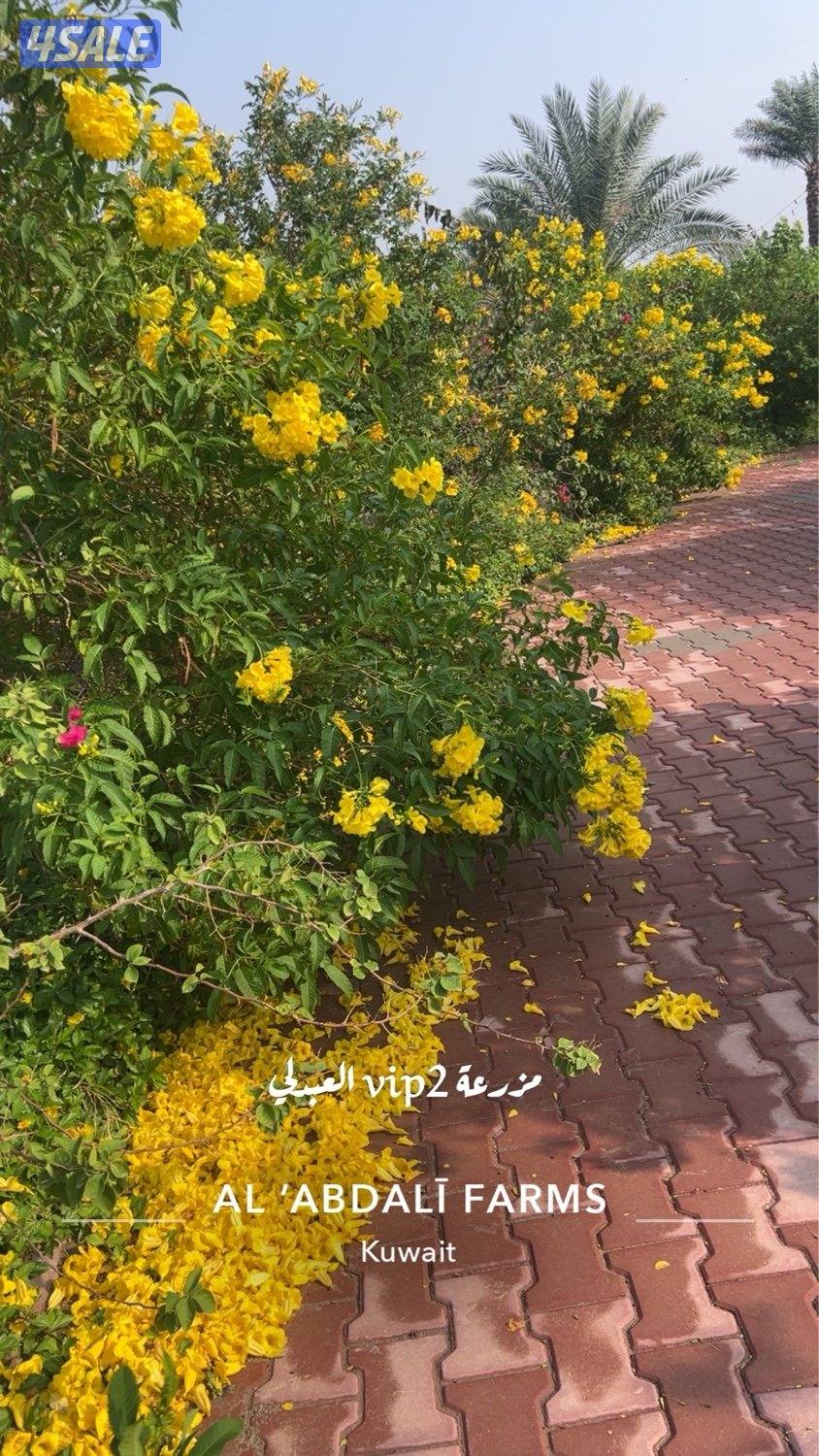 العبدلي كيلو 67 بالقرب جمعية القشعانية7