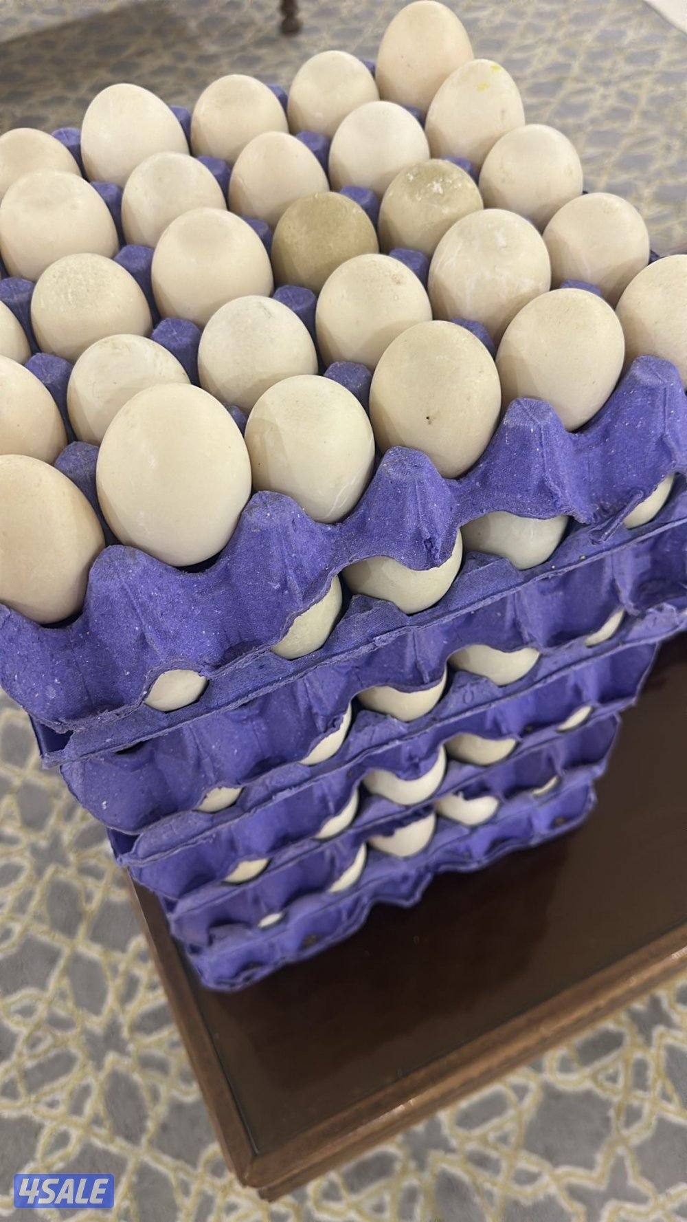 للبيع بط مصري ذكر ٧ البطه ٣.٥٠٠1