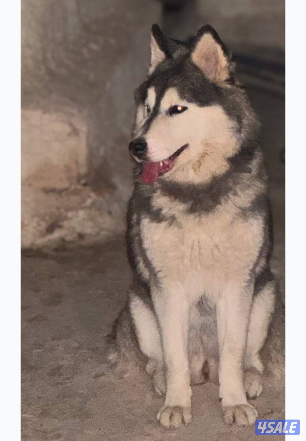 هاسكي سيبيري اصلي0