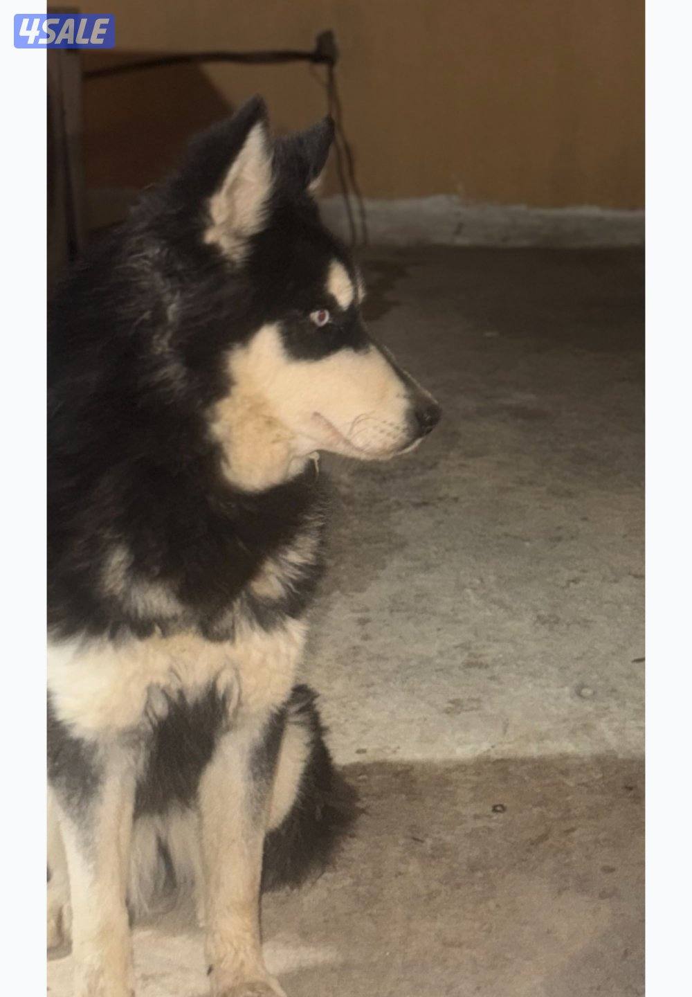 هاسكي سيبيري اصلي1