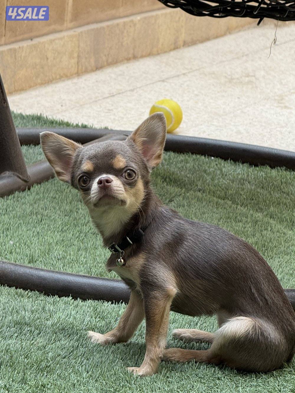 جيواوا چيواوا chihuahua0