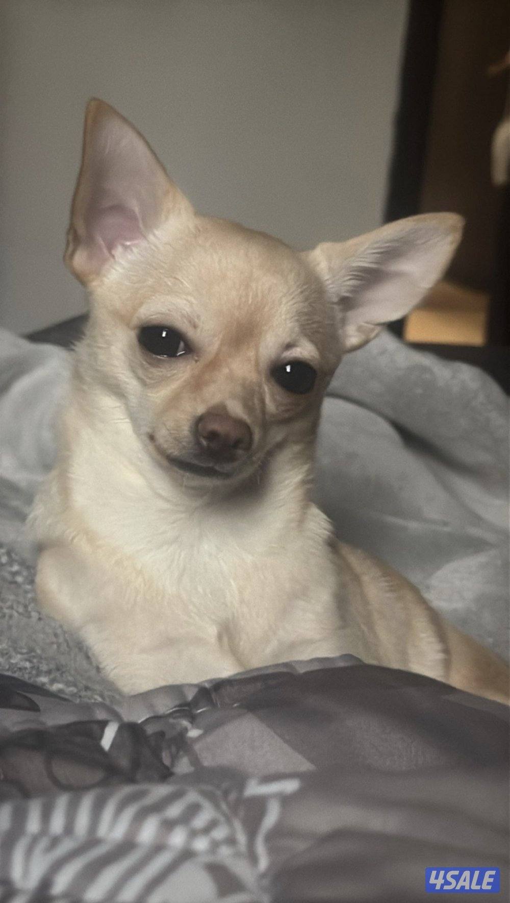 جيواوا چيواوا chihuahua1